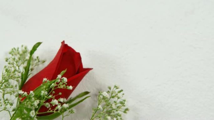 白色表面的红玫瑰4k