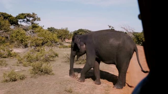 野生动物园旅游车内的美丽照片，大型野象在阳光明媚的热带稀树草原上用爪子挖地。
