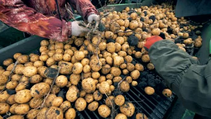 两名工人在传送带上分类许多土豆，关闭。