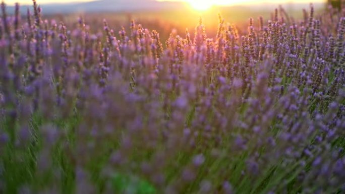 在日落光线中平移薰衣草田的特写镜头。法国普罗旺斯。4K, UHD