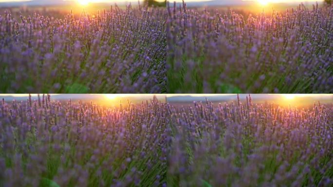 在日落光线中平移薰衣草田的特写镜头。法国普罗旺斯。4K, UHD