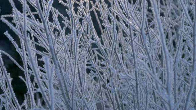 日出时结冰的树枝。冬季概念。4K, UHD