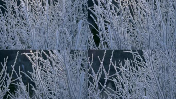 日出时结冰的树枝。冬季概念。4K, UHD