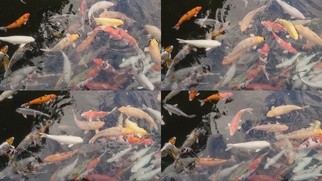 一群金鱼在湖中游泳，吃一些它们在藻类中吃的食物。