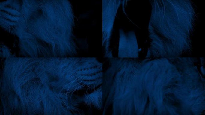 狮子嘴在晚上咆哮生物学生物研究大自然动物
