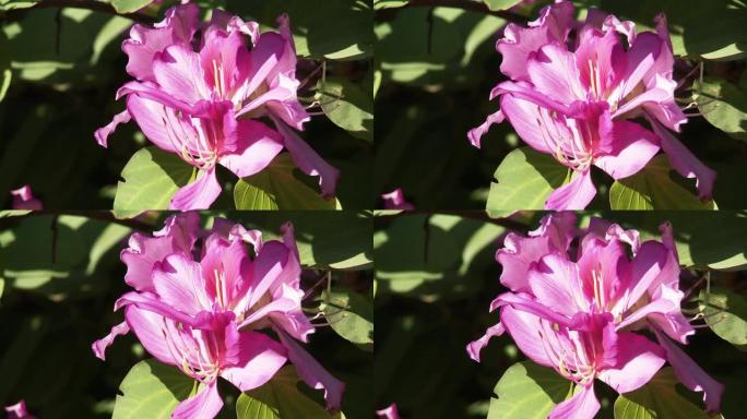 粉红色的花。特写。在巴拉圭亚松森拍摄。