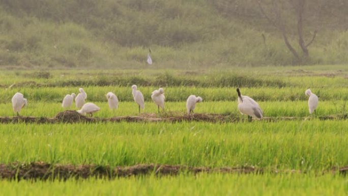白色白鹭女士在斯里兰卡阳光明媚的绿色田野中清洁自己