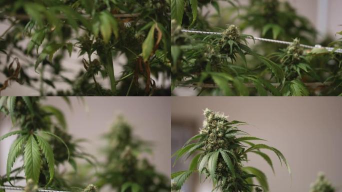 大麻植物生长在一个自制的实验室