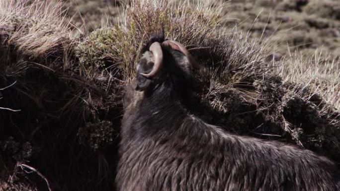 巴塔哥尼亚安第斯山脉的黑羊。