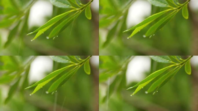 雨滴落在绿叶上，慢动作