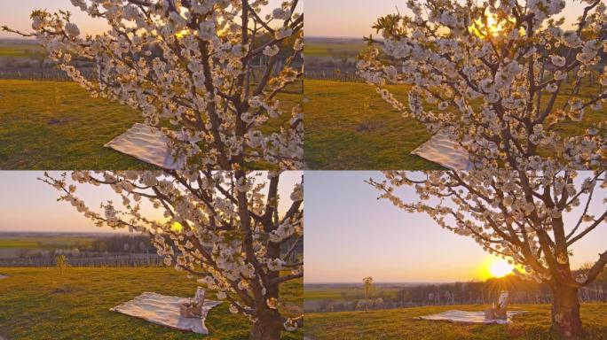 日落时分，田园诗般的乡村山上樱花树下的WS野餐毯和篮子