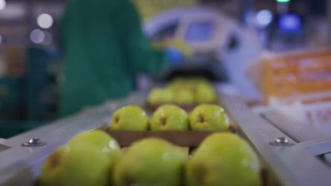 在水果生产工厂中，用手套关闭工人的手正在包装优质的生态和生物梨