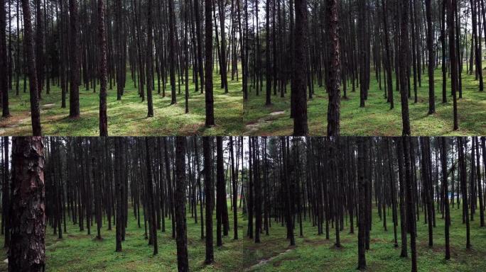 多莉拍摄松树森林和通往松树森林的道路