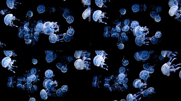 水母水下蓝色水母海底生物
