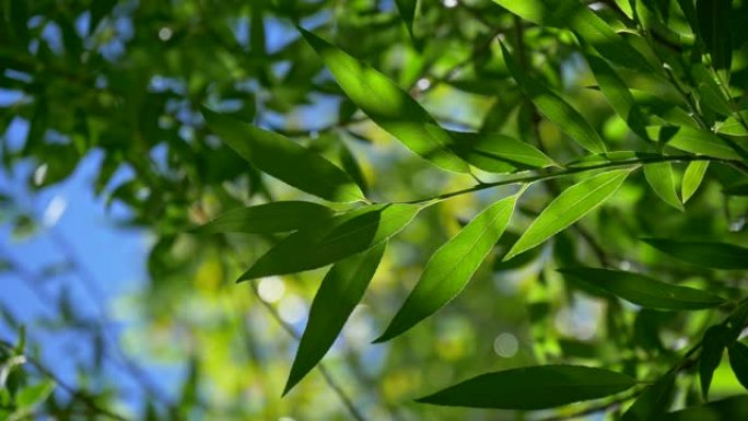 新鲜丰富的绿色植物的叶子，被明亮的日光照亮，部分被阴影覆盖，在蓝天下。在风中微微挥舞。UHD