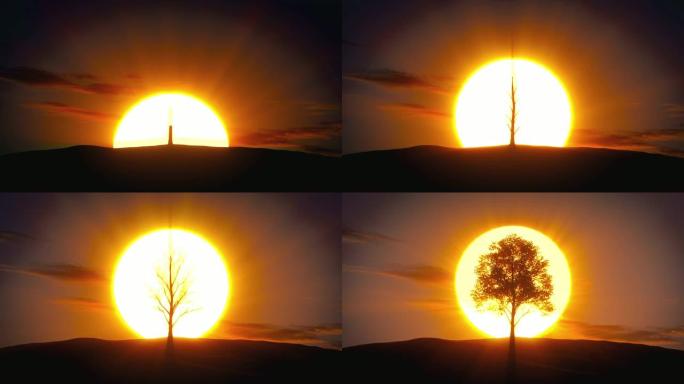 日出背景上快速生长的树