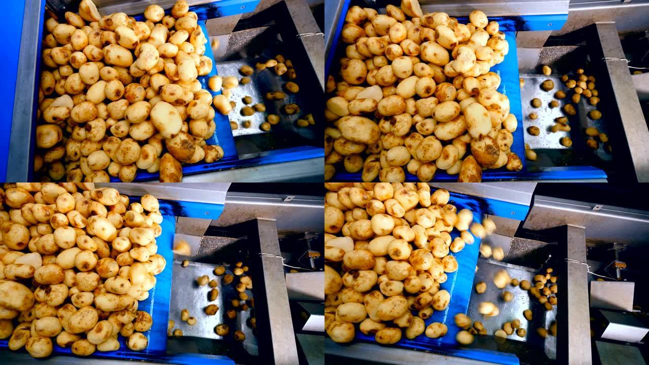 工作输送机将土豆推入储存容器。