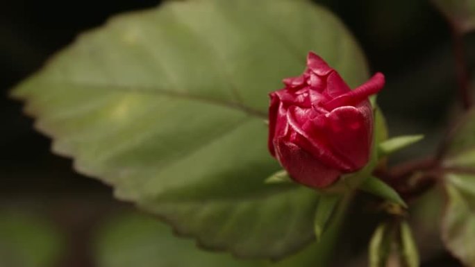 粉红玫瑰花卉花蕾含苞待放