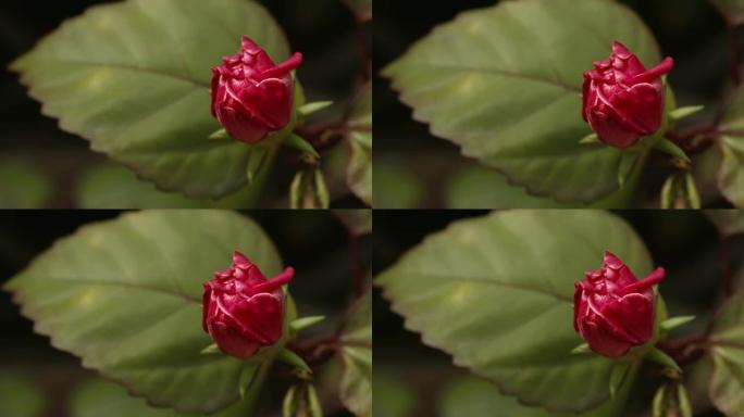 粉红玫瑰花卉花蕾含苞待放