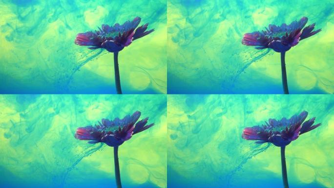 4k慢动作蓝色墨水和水中的雏菊花。
