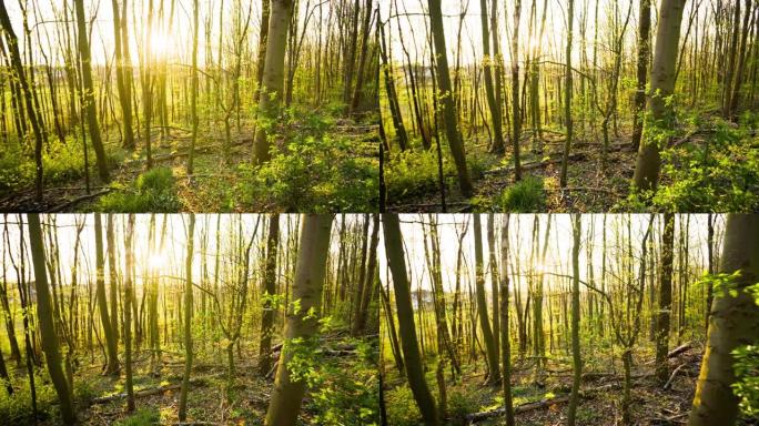 森林中的晨光-Steadycam