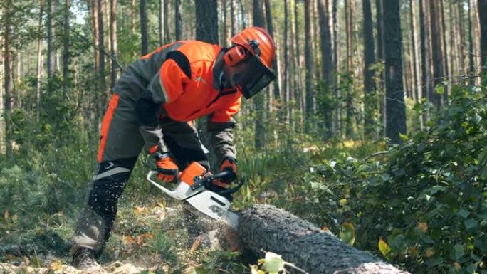 伍德曼正在用电锯砍一棵树。森林砍伐，森林砍伐概念。