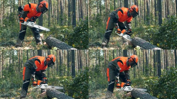 伍德曼正在用电锯砍一棵树。森林砍伐，森林砍伐概念。
