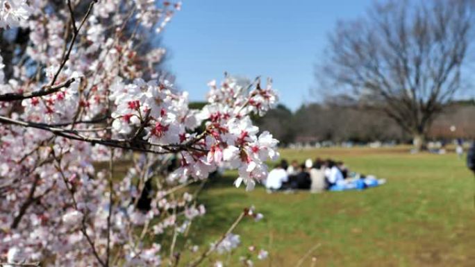 日本的春天樱花盛开