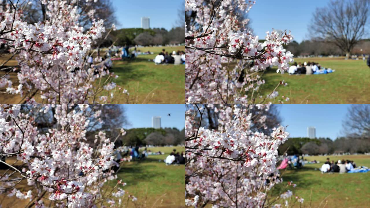 日本的春天樱花盛开