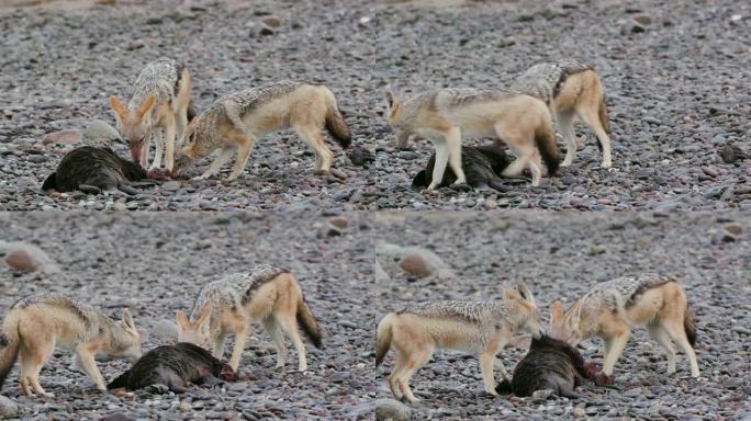 4k两只黑背胡狼的特写视图，其中一只在纳米比亚纳米布沙漠海岸线上的海豹幼崽尸体上觅食