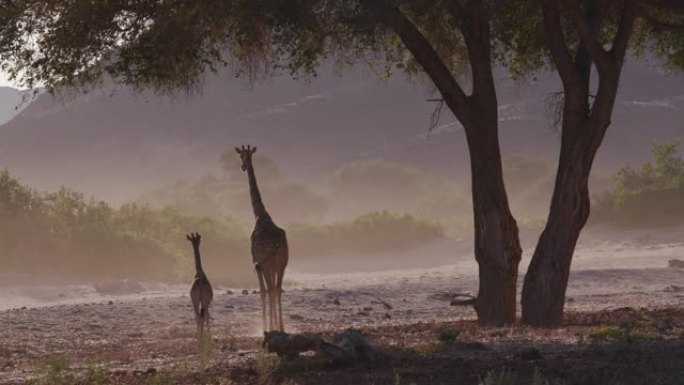纳米比亚纳米布沙漠日落时在Hoanib山谷行走的雌性沙漠长颈鹿和幼小小牛的4k视图