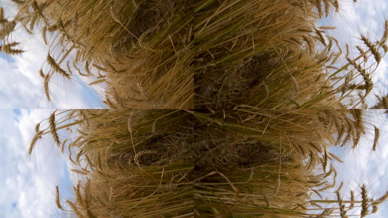 背景中中心枢轴灌溉的田间小麦的4K 360度旋转视图