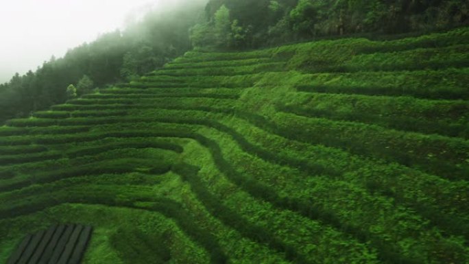 山上绿茶田的鸟瞰图