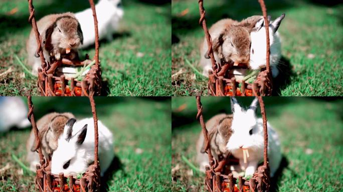 夏天的小兔子草地小动物吃东西