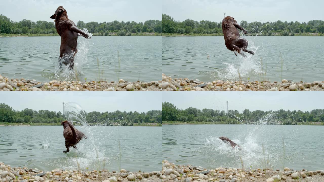 MS超级慢动作狗从河里跳出来接球