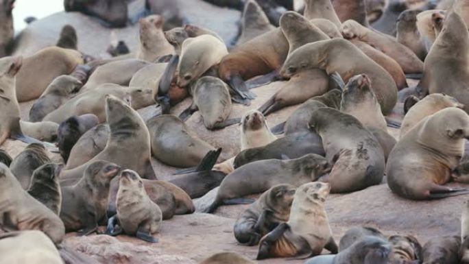 纳米比亚骨架海岸国家公园的一大群海角海狗的4k视图，他们在岩石上晒太阳