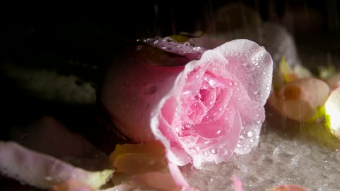 雨水落在粉红色的玫瑰上