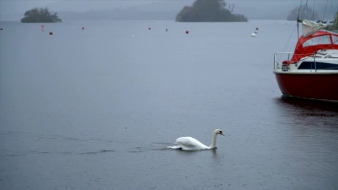 雨天天鹅在湖中游泳