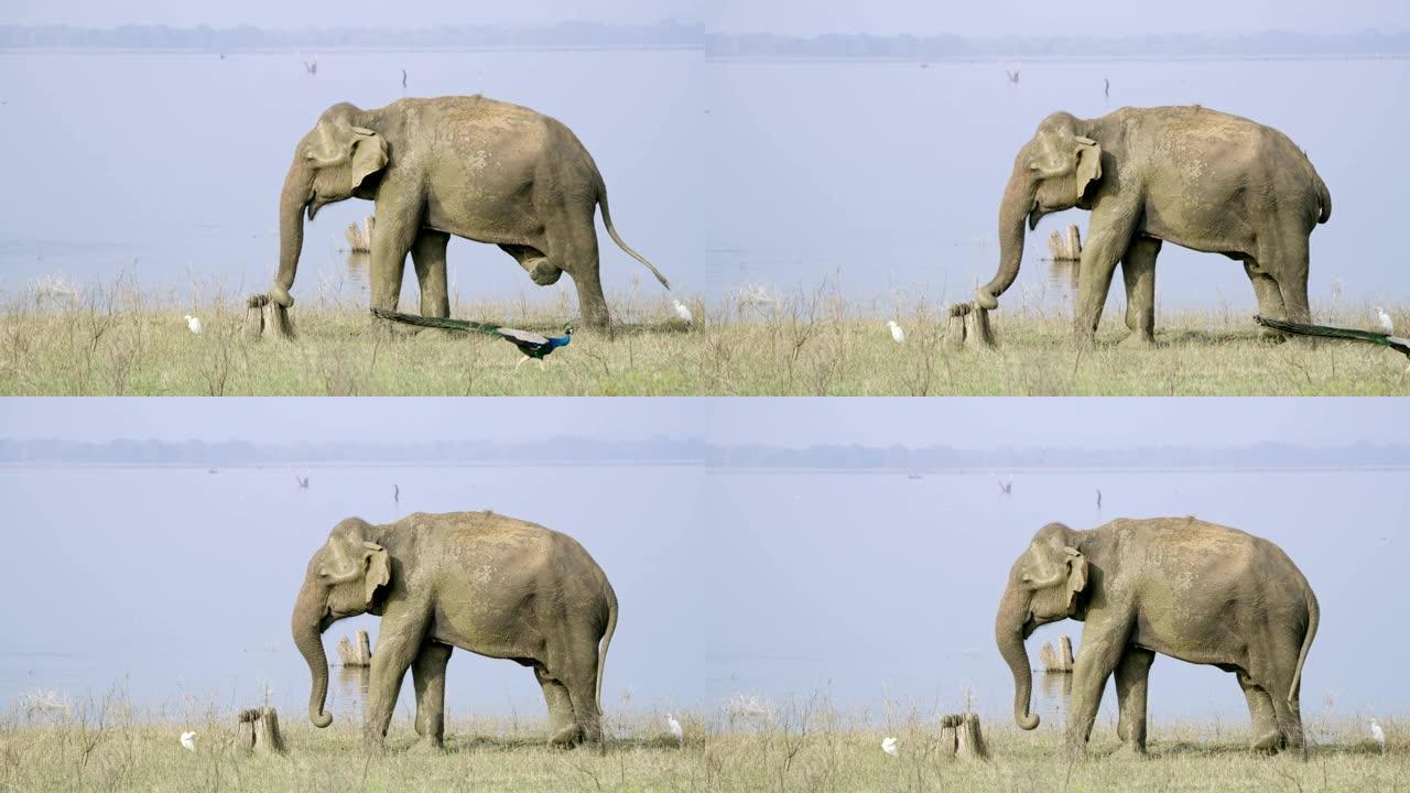 孔雀女士走过站在斯里兰卡阳光明媚的湖畔的大象