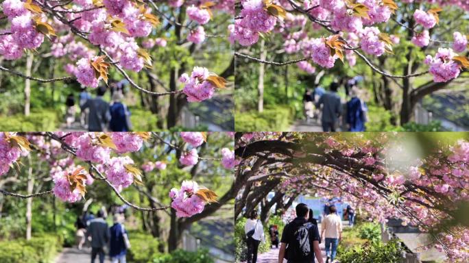 日本人沿着一排樱花树散步