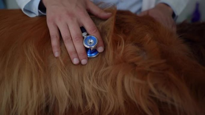 无法识别的兽医用听诊器检查狗