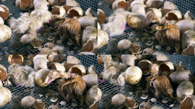 孵化的家禽爬行，特写。新生小鸭坐在家禽农场蛋壳附近的盒子里。
