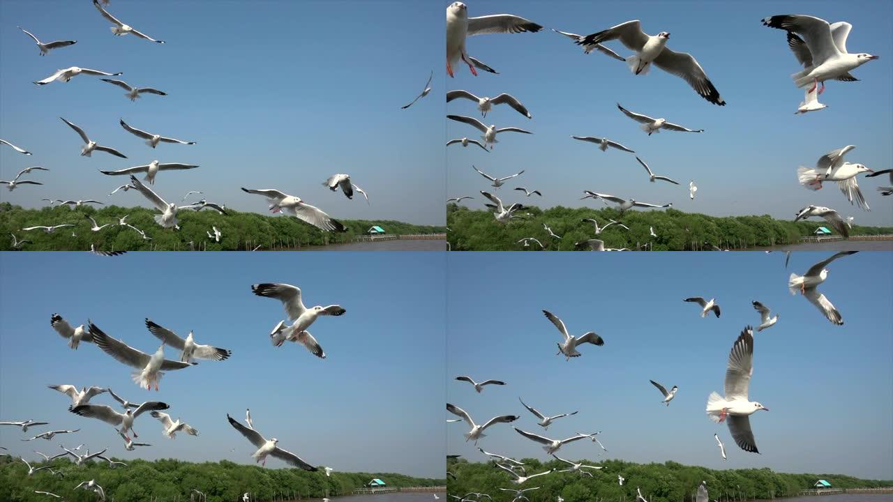 自然界中的慢动作海鸥