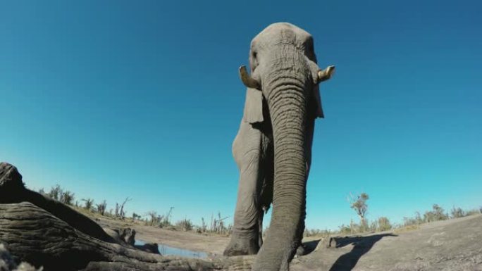 博茨瓦纳大象走到水坑喝酒的4k超特写低角度视图