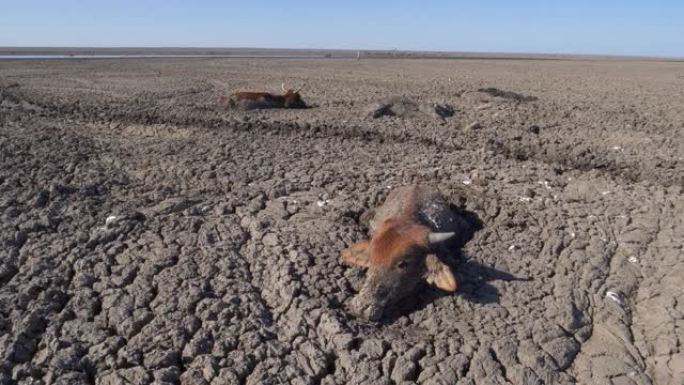 由于干旱和气候变化，博茨瓦纳奥卡万戈三角洲，在干燥的恩加米湖上被尸体包围的勉强存活的奶牛的空中平移视