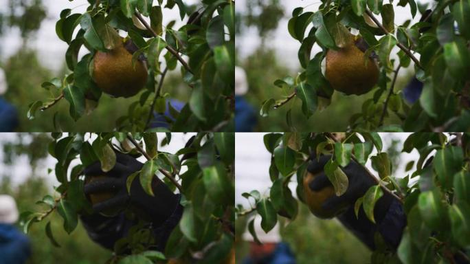 在秋季，农民的特写镜头正在从种植园果园的树木中收集成熟的生态和生物梨
