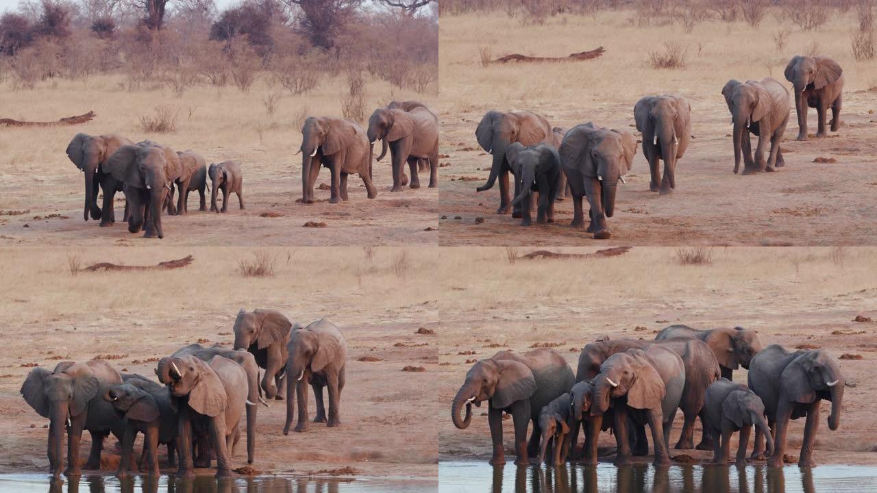 4k近景，一群繁殖的大象从灌木丛走到水坑喝水，津巴布韦万基国家公园