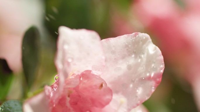 雨洒落粉色花