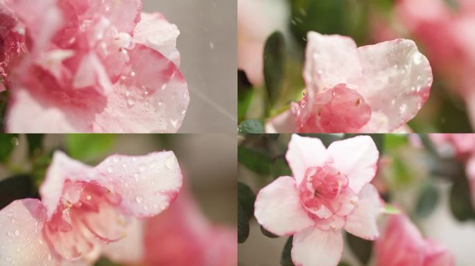 雨洒落粉色花