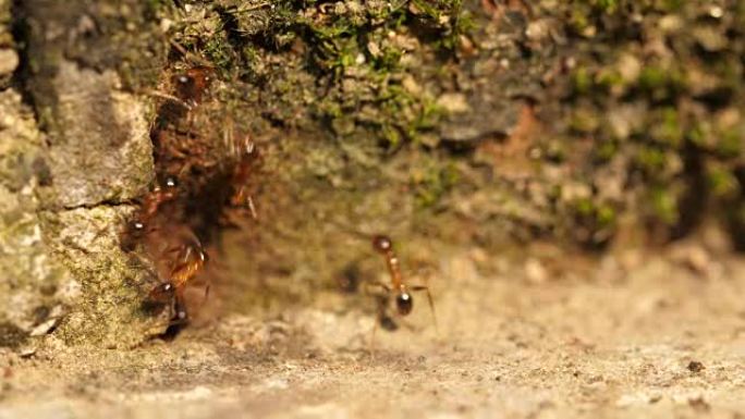 蚂蚁在洞穴巢周围移动的特写镜头，4k